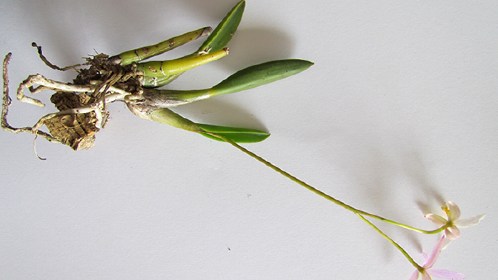 Aprende a revivir una orquídea marchita en fáciles pasos